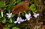 Longspur violet